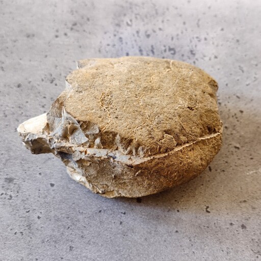 A broken obloid chunk of gray rock with a cracked-white coates shard sticking out of one side. Wavy striations weave through the rock, stickong out perpendicular to the encased white shars. Sitting on a smooth concrete surface.