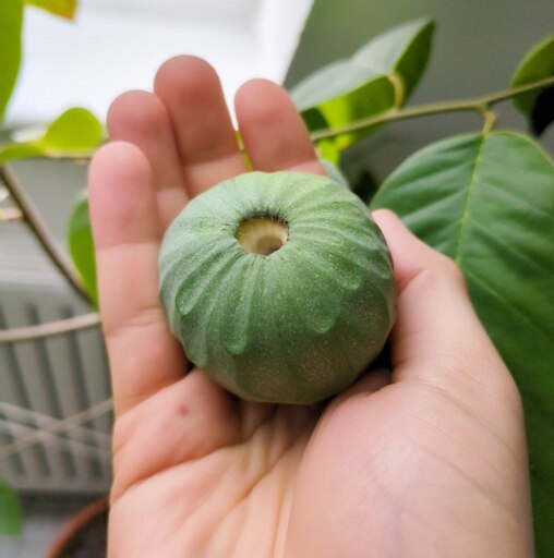 A fruit in the shape of a small ball covered in scales. At it's very tip is a hole, where the stalk used to be, before it fell of the tree.