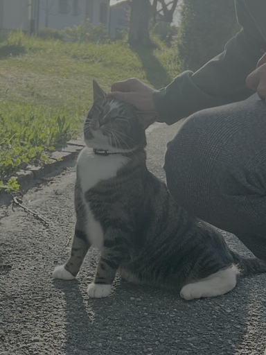 Cat beein pet on the street
