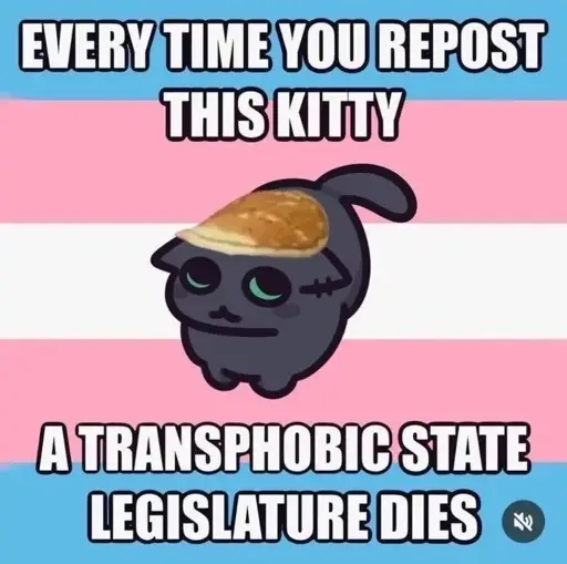Every time you repost this kittyy, a transphobic state legislature dies