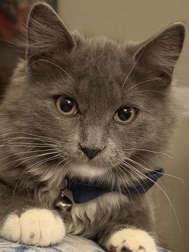 A close up image of a cute grey kitten, staring intently into the camera, its yellowish-green eyes dilated.